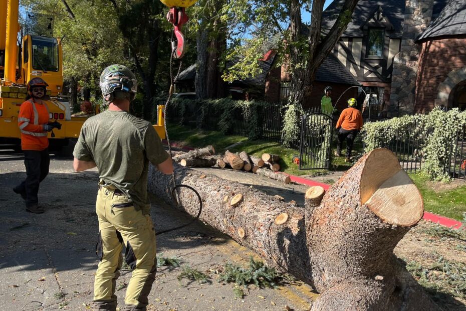 bear mountain arborist on site