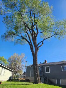 Tree pruned by Bear Mountain arborist