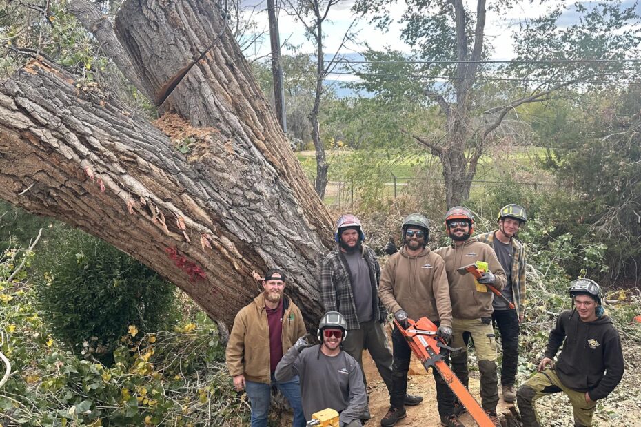 The Bear Mountain Arborist Team