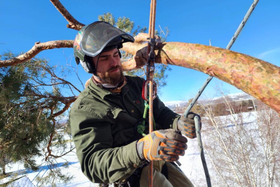 bear mountain arborist at work