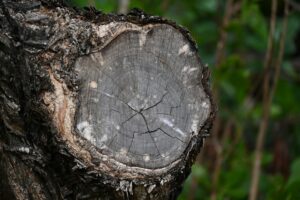 tree stump